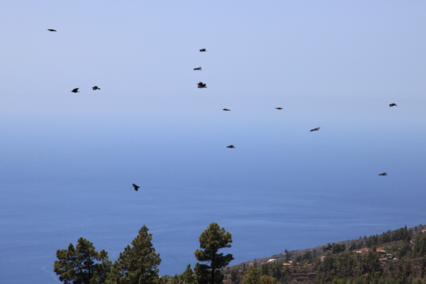 Alpenkraaien op La Palma